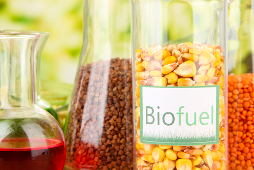 image of a beaker of corn and one of soybeans. The corn jar has biofuels written in text on the front